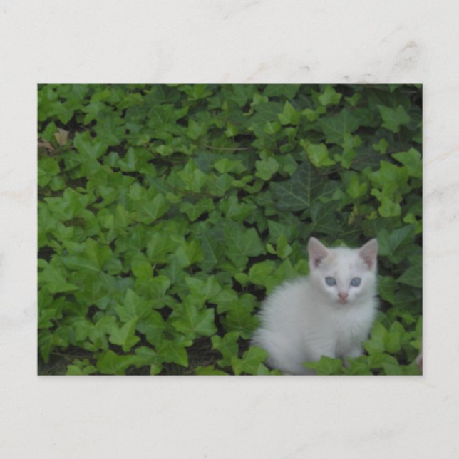 Carte Postale Kitten (Devant)