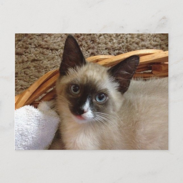 carte postale kitten (Devant)