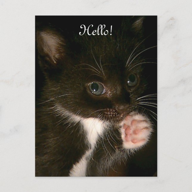 Carte postale Kitten (Devant)