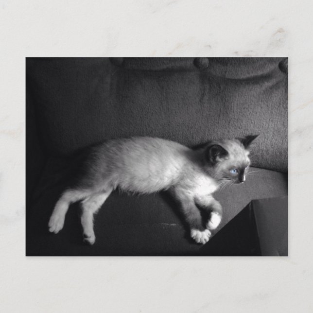 Carte postale Kitten (Devant)