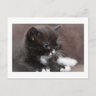 Carte Postale Kitten
