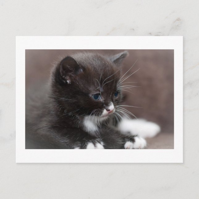 Carte Postale Kitten (Devant)