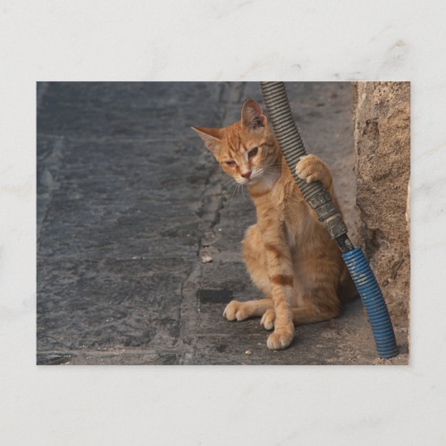 Carte postale Kitten (Devant)