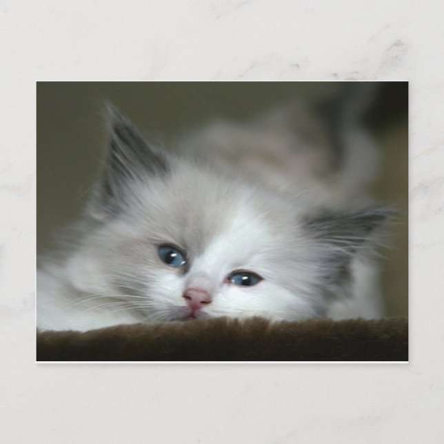 Carte Postale Kitten (Devant)