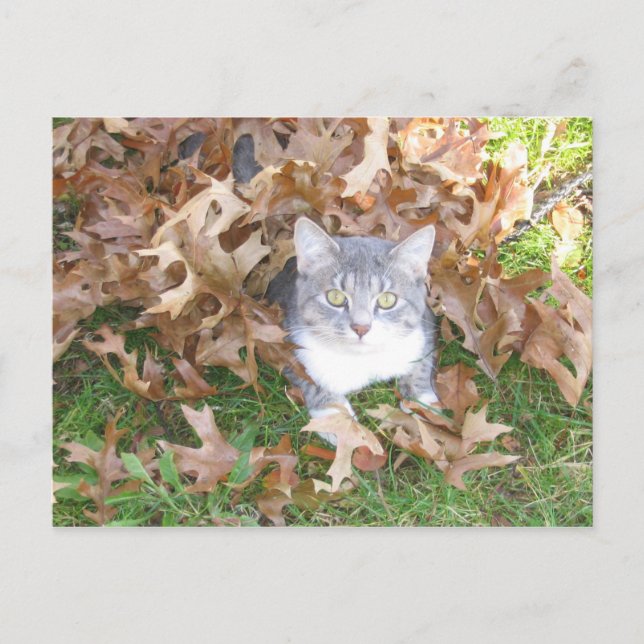 Carte postale Kitten (Devant)