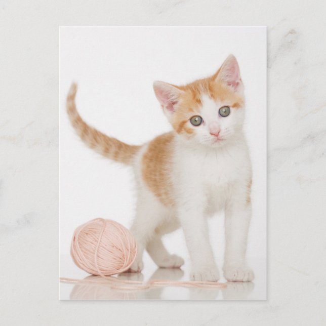 Carte Postale Kitten À Côté De La Boule De Chaîne (Devant)