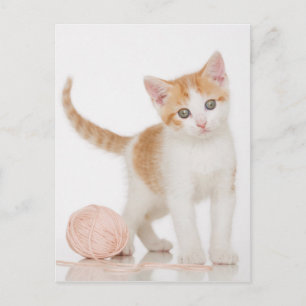Carte Postale Kitten À Côté De La Boule De Chaîne