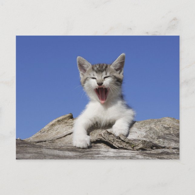 Carte Postale Kitten allongé sur le bûcher, bûcher, gros plan (Devant)