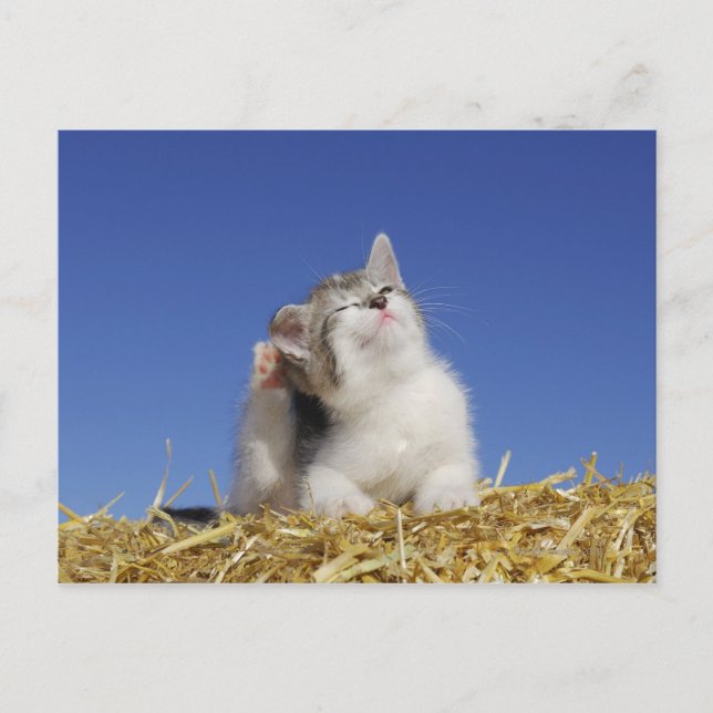 Carte Postale Kitten assis sur la paille, rayures, gros plan (Devant)