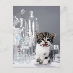Carte Postale Kitten au milieu des bouteilles et jarres recyclée