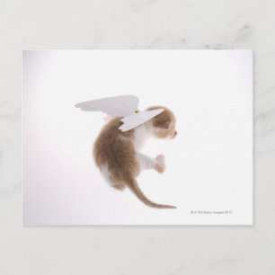 Carte Postale Kitten avec ailes d'ange fixées à l'arrière, à l'a