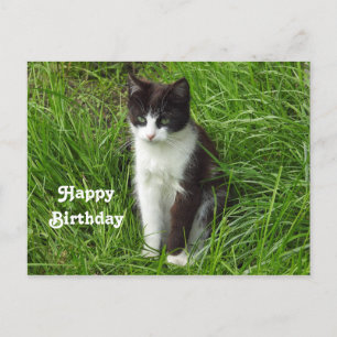 Carte Postale Kitten Black and White Cat Photo Anniversaire