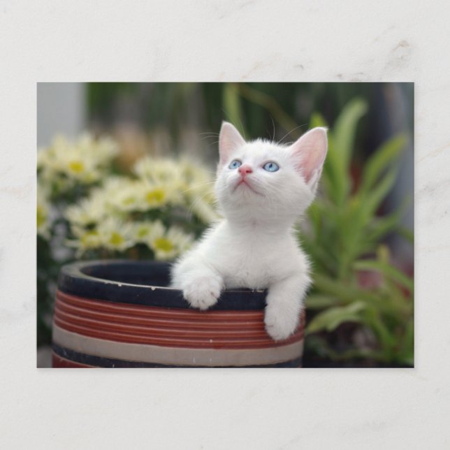 Carte Postale Kitten blanc turc (Devant)