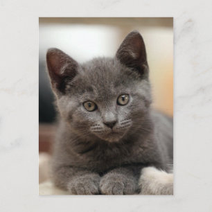 Carte Postale Kitten bleu russe