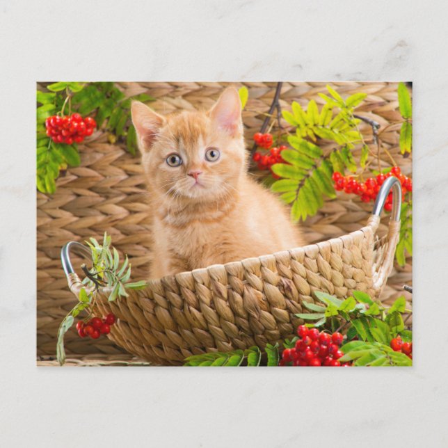Carte Postale Kitten Britannique Assis Dans Un Panier Avec Monta (Devant)