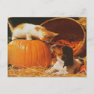 Carte Postale Kitten, Citrouille et chiot