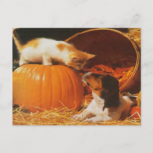 Carte Postale Kitten, Citrouille et chiot (Devant)