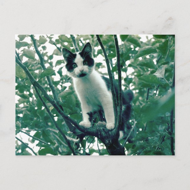 Carte Postale Kitten dans un arbre à pomme (Devant)