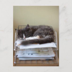 Carte Postale Kitten dans un bureau dans une boîte