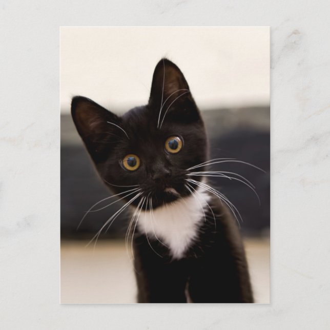 Carte Postale Kitten de Cute Black And White Tuxedo (Devant)