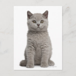 Carte Postale Kitten de Shorthair britannique (10 semaines) 2