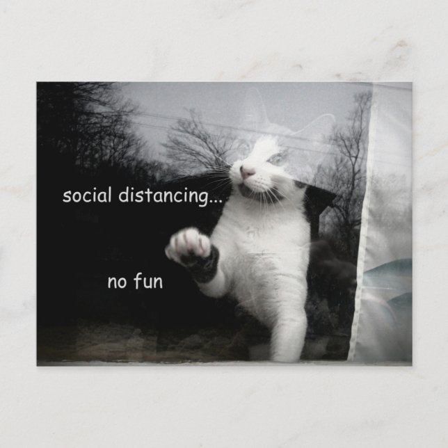 Carte Postale Kitten Distances Sociales (Devant)