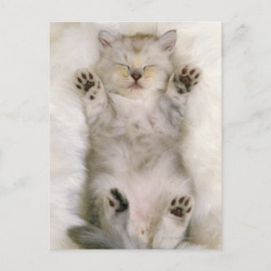 Carte Postale Kitten dormant sur un tapis blanc, haut