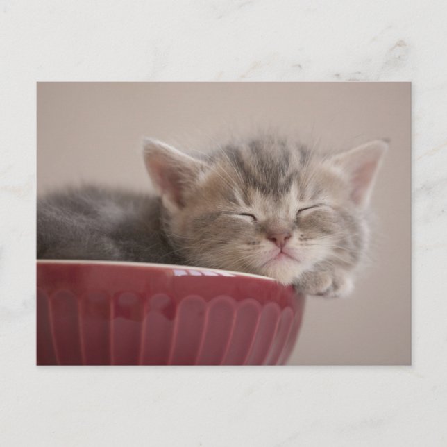 Carte Postale Kitten Dormir Dans Un Bowl (Devant)
