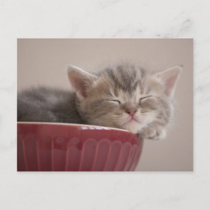 Carte Postale Kitten Dormir Dans Un Bowl