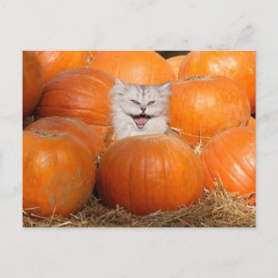 Carte Postale Kitten en citrouille