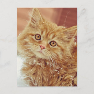 Carte Postale Kitten en neige