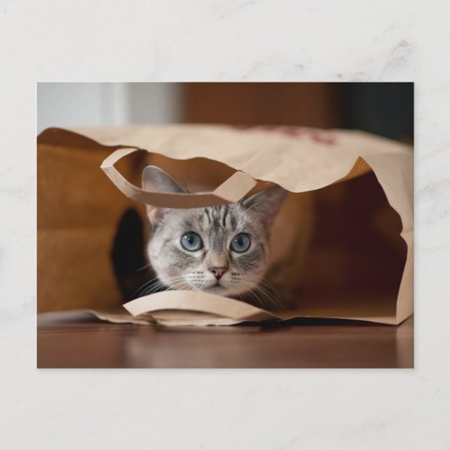Carte Postale Kitten en sac d'alimentation (Devant)