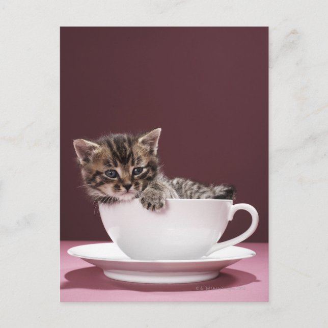 Carte Postale Kitten en tasse et soucoupe (Devant)