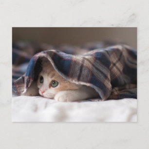 Carte Postale Kitten endormi