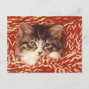 Carte Postale Kitten enveloppé dans une couverture en laine, gro