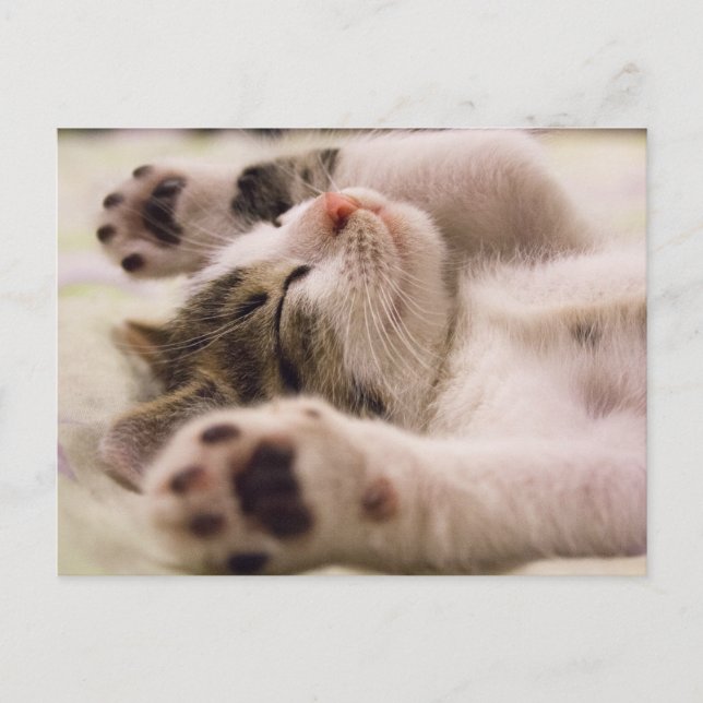 Carte Postale Kitten Kitty Cat Cute Fun Postcard (Devant)