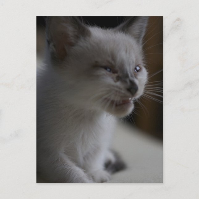 Carte postale Kitten Mewing (Devant)