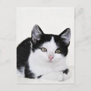 Carte postale Kitten noir blanc réfléchi