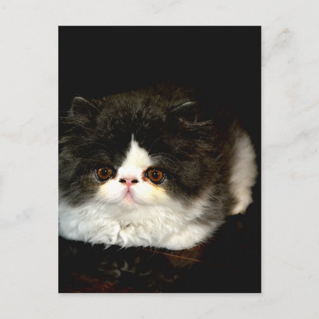 Carte Postale Kitten noir et blanc (Devant)