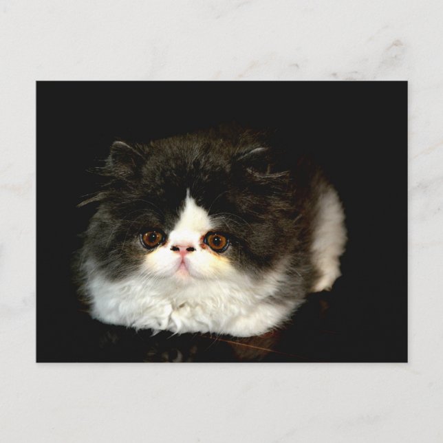 Carte Postale Kitten noir et blanc (Devant)