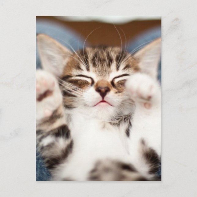 Carte Postale Kitten On My Lap (Devant)