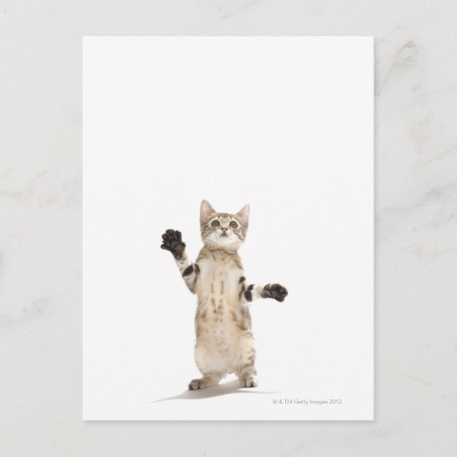 Carte Postale Kitten on White Background (Devant)