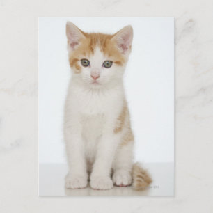 Carte Postale Kitten orange et blanc