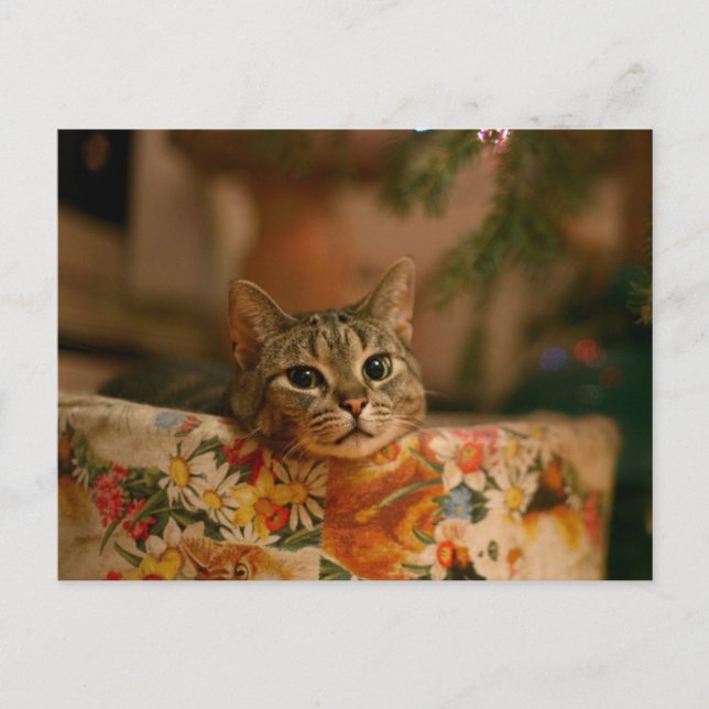 Carte Postale Kitten peeking behind the Christmas tree (Devant)