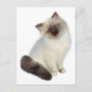 Carte Postale Kitten perse
