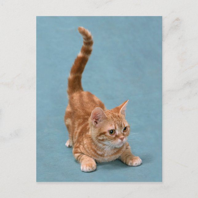 Carte Postale Kitten rebondissant (Devant)
