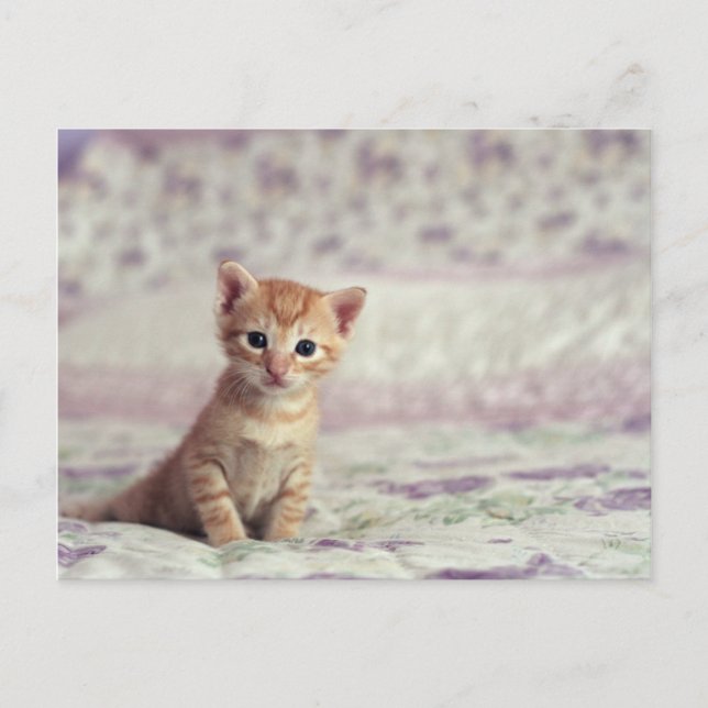 Carte Postale Kitten Tiny Ginger (Devant)