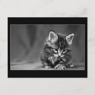 Carte Postale Kitten vert