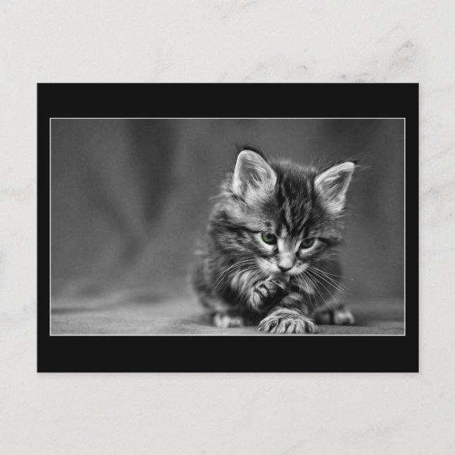 Carte Postale Kitten vert (Devant)