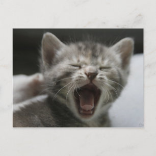 Carte Postale Kitten Yawning Postcard